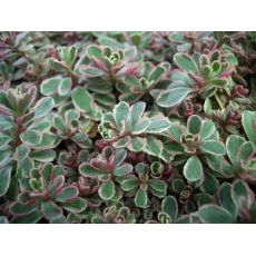 Sedum spurium 'Tricolor' - rozchodník pochybný 'Tricolor'