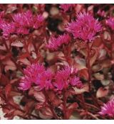 Sedum spurium 'Woodoo' - rozchodník pochybný 'Woodoo'