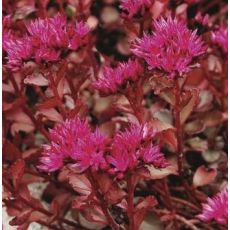 Sedum spurium 'Woodoo' - rozchodník pochybný 'Woodoo'