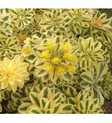 Sedum takesimense 'Atlantis' - rozchodník takesimenský 'Atlantis'