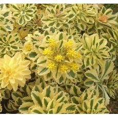 Sedum takesimense 'Atlantis' - rozchodník takesimenský 'Atlantis'