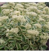 Sedum telephium 'Autumn Charm' - rozchodník veľký 'Autumn Charm' (syn. Hylotelephium telephium 'Autumn Charm')