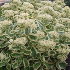 Sedum telephium 'Autumn Charm' - rozchodník veľký  'Autumn Charm' (syn. Hylotelephium telephium 'Autumn Charm')