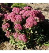 Sedum spectabile 'Carl' - rozchodník nádherný 'Carl' (Hylotelephium spectabile 'Carl')