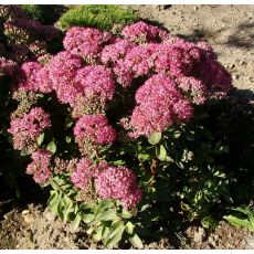 Sedum spectabile 'Carl' - rozchodník nádherný 'Carl' (Hylotelephium spectabile 'Carl')