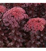 Sedum telephium 'Dark Magic' - rozchodník veľký 'Dark Magic' (syn. Hylotelephium telephium  'Dark Magic')