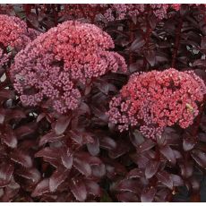 Sedum telephium 'Dark Magic' - rozchodník veľký 'Dark Magic' (syn. Hylotelephium telephium  'Dark Magic')
