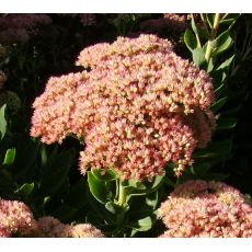 Sedum telephium 'Herbstfreude' - rozchodník veľký 'Herbstfreude' (syn. Hylotelephium telephium 'Herbstfreude')