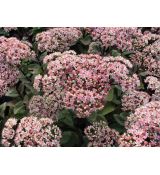 Sedum telephium 'Matrona' - rozchodník veľký 'Matrona' (syn. Hylotelephium telephium 'Matrona')
