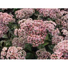 Sedum telephium 'Matrona' - rozchodník veľký 'Matrona' (syn. Hylotelephium telephium 'Matrona')
