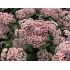 Sedum telephium 'Matrona' - rozchodník veľký 'Matrona' (syn. Hylotelephium telephium 'Matrona')