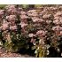 Sedum telephium 'Matrona' - rozchodník veľký 'Matrona' (syn. Hylotelephium telephium 'Matrona')