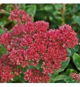 Sedum telephium 'Munstead Purple' - rozchodník veľký 'Munstead Purple' (syn. Hylotelephium telephium 'Munstead Purple')