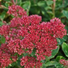 Sedum telephium 'Munstead Purple' - rozchodník veľký 'Munstead Purple' (syn. Hylotelephium telephium 'Munstead Purple')