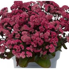 Sedum telephium 'Seduction Rosé Soirée' - rozchodník veľký 'Seduction Rosé Soirée' (syn. Hylotelephium telephium 'Seduction Rosé Soirée')