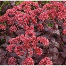Sedum telephium 'Touchdown Teak' - rozchodník veľký 'Touchdown Teak' (syn. Hylotelephium telephium 'Touchdown Teak')
