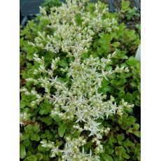 Sedum ternatum - rozchodník