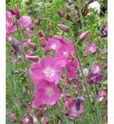 Sidalcea malviflora 'Party Girl' - sidalka 'Party Girl'