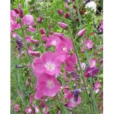Sidalcea malviflora 'Party Girl' - sidalka 'Party Girl'