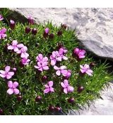 Silene acaulis - silenka bezbyľová