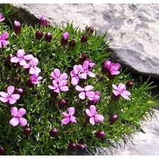 Silene acaulis - silenka bezbyľová