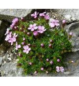 Silene acaulis 'Floribunda' - silenka bezbyľová 'Floribunda'