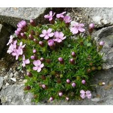 Silene acaulis 'Floribunda' - silenka bezbyľová 'Floribunda'