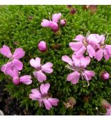 Silene acaulis 'Mount Snowdon' - silenka bezbyľová 'Mount Snowdon'