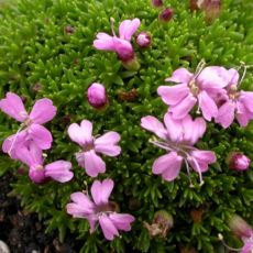 Silene acaulis 'Mount Snowdon' - silenka bezbyľová 'Mount Snowdon'