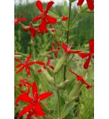 Silene regia - silenka kráľovská