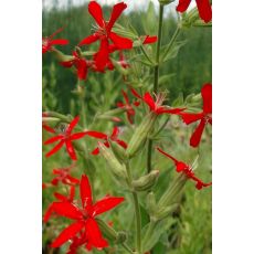 Silene regia - silenka kráľovská