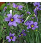 Sisyrinchium angustifolium - mečovka horská
