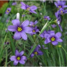 Sisyrinchium angustifolium - mečovka horská