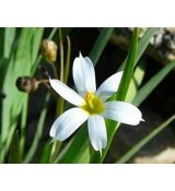 Sisyrinchium angustifolium 'Album' - mečovka horská 'Album'