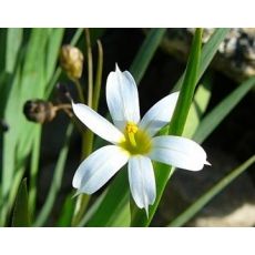 Sisyrinchium angustifolium 'Album' - mečovka horská 'Album'