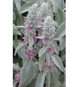 Stachys byzantina - čistec vlnatý (zajačie uško)