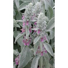 Stachys byzantina - čistec vlnatý (zajačie uško)