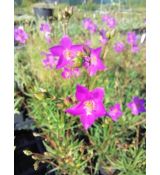 Talinum calycinum