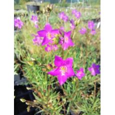 Talinum calycinum
