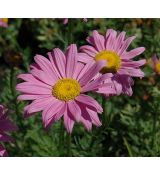 Tanacetum coccineum 'Robinson Pink' - králik šarlátový 'Robinson Pink' (margarétka šarlátová)