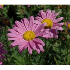 Tanacetum coccineum 'Robinson Pink' - králik šarlátový 'Robinson Pink' (margarétka šarlátová)