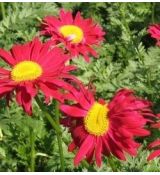 Tanacetum coccineum 'Robinson Red' - králik šarlátový 'Robinson Red' (margarétka šarlátová)