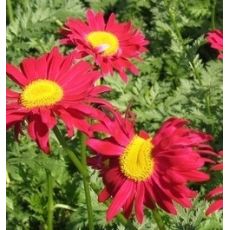 Tanacetum coccineum 'Robinson Red' - králik šarlátový 'Robinson Red' (margarétka šarlátová)