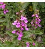 Teucrium chamaedrys - hrdobarka obyčajná