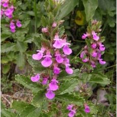 Teucrium chamaedrys - hrdobarka obyčajná