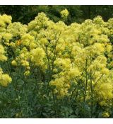 Thalictrum flavum ssp. glaucum - žltuška žltá