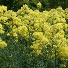 Thalictrum flavum ssp. glaucum - žltuška žltá