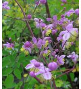 Thalictrum rochebrunianum - žltuška