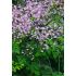 Thalictrum rochebrunianum - žltuška