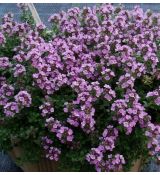 Thymus × citriodorus 'Doone Valley' - dúška citrónová 'Doone Valley'